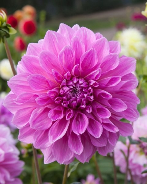 Dahlia Lavender Perfection